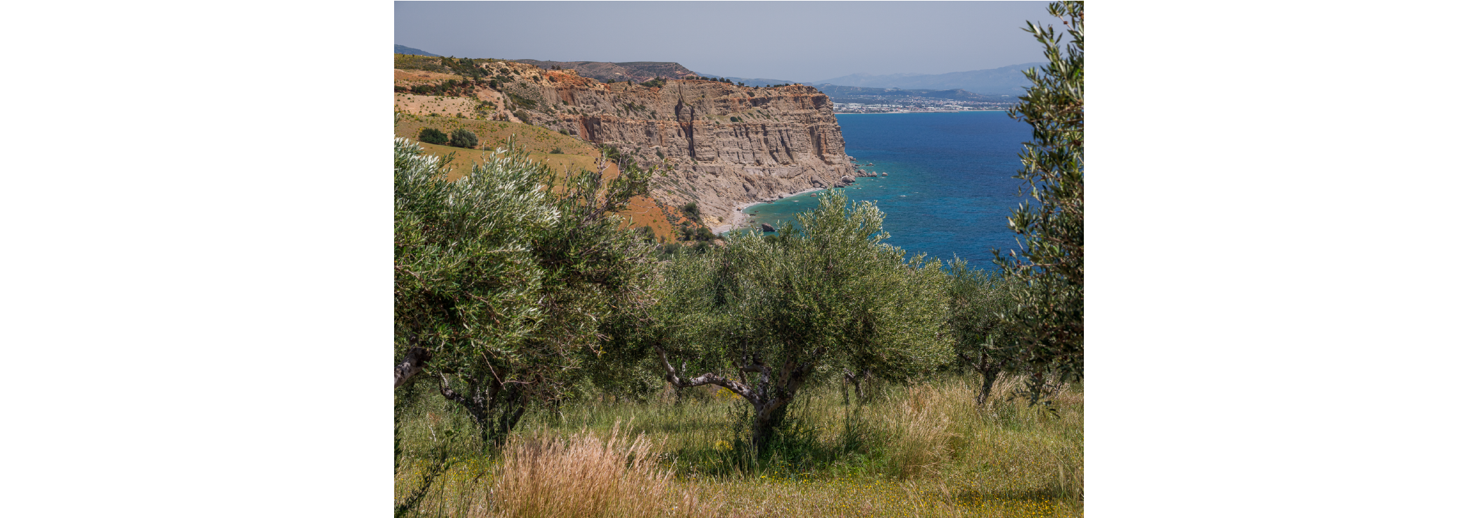 Olive Grove Ringhouse estate
